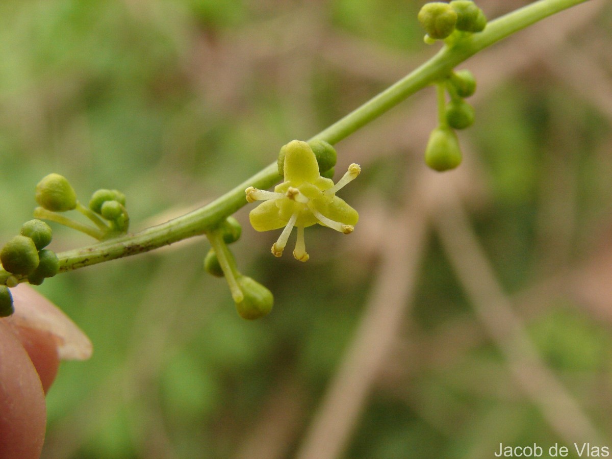 Tinospora cordifolia (Willd.) Hook.f. & Thomson